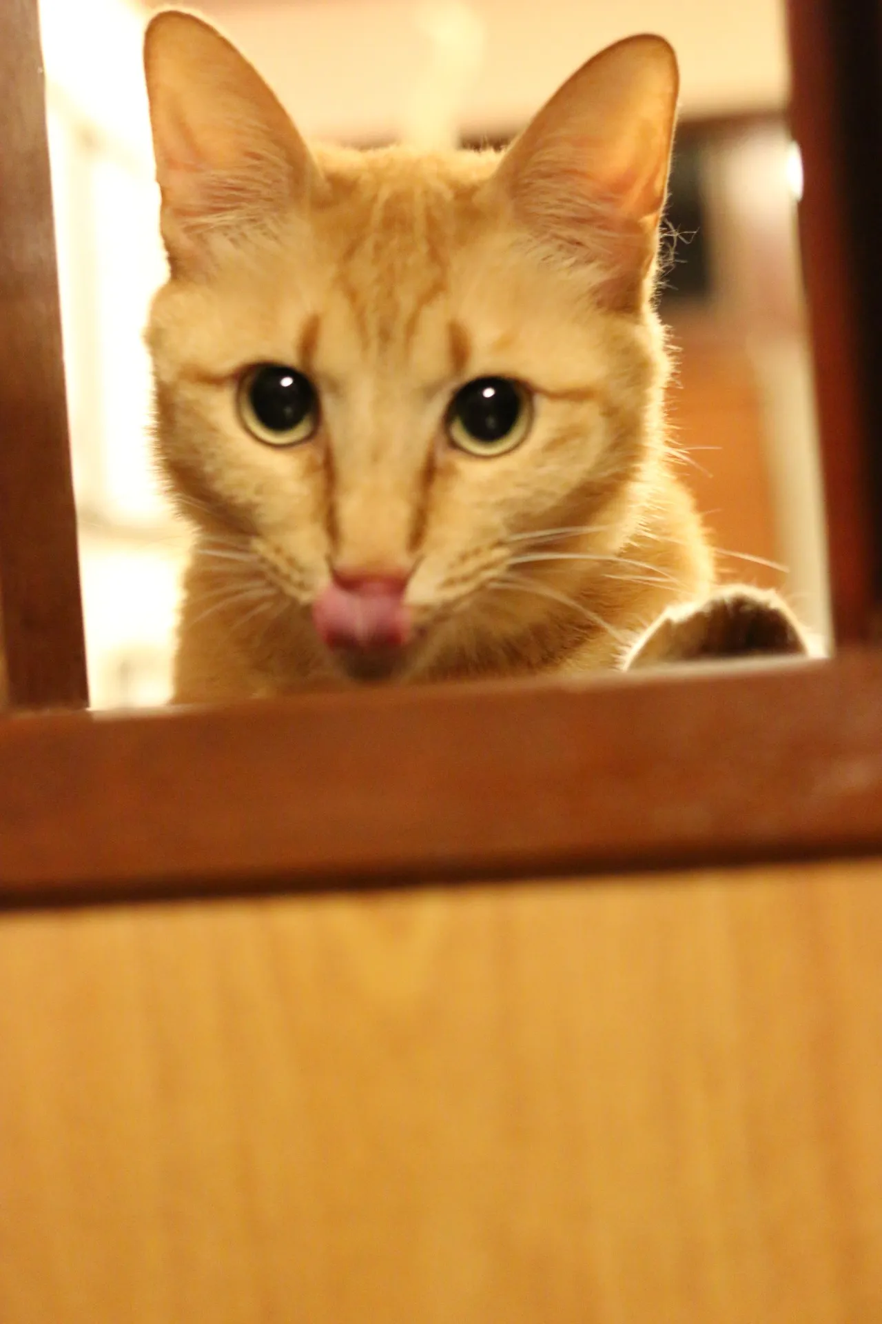 ホームページをリニューアルしました。