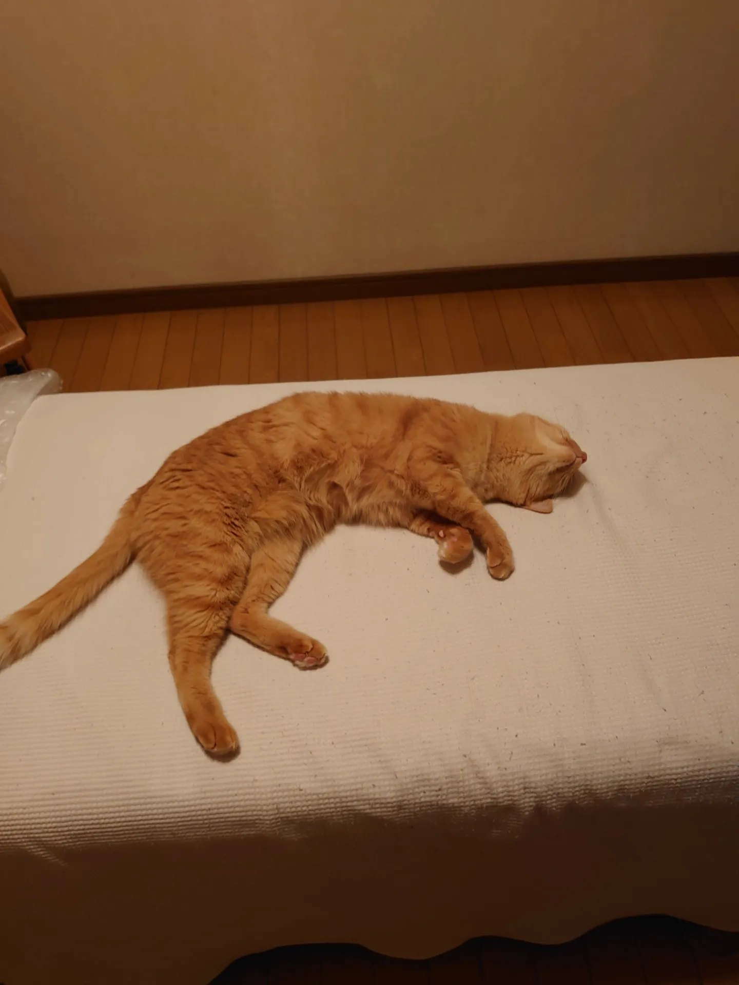 夏の疲れをスッキリとりましょう。